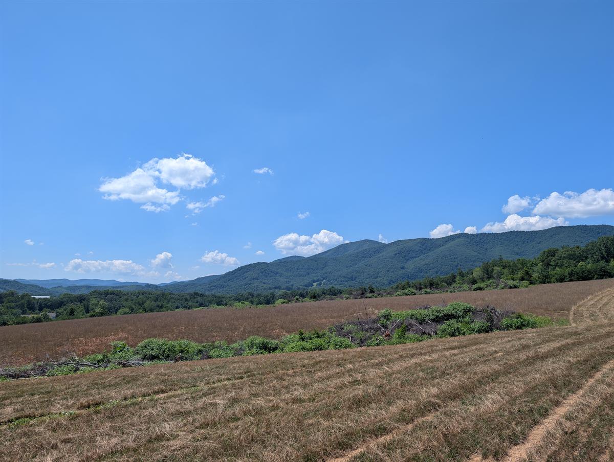 Summer view of the Blue Ridge foothills and pasture at Mountain Valley Farms